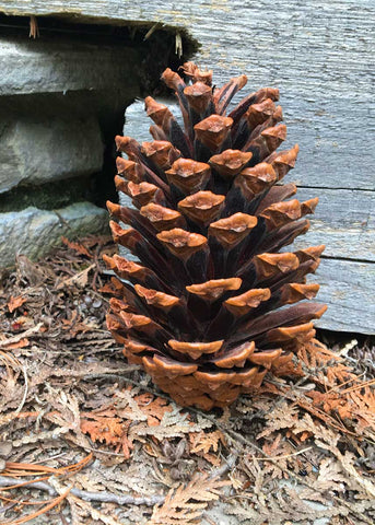 rustic style pine cones
