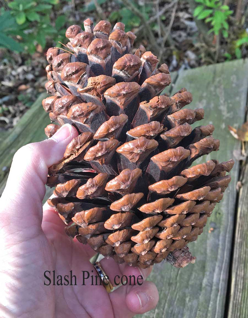 For Crafts and DIY Holiday Decorating Slash Pine Cones are Sturdy Pine  Cones –