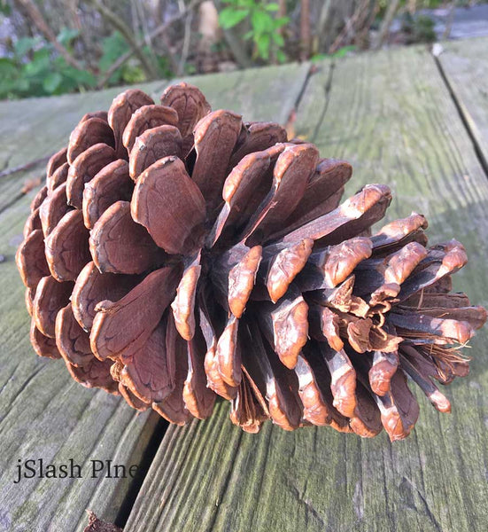 rustic chic pine cones