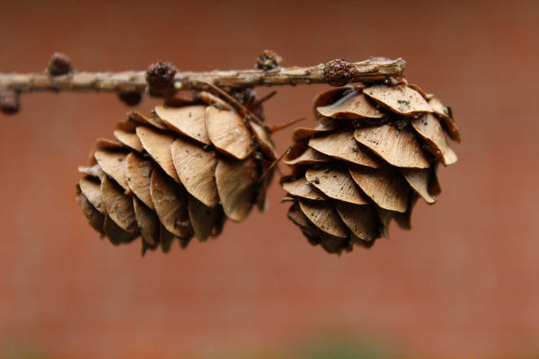 hemlock pine cones for arts and crafts
