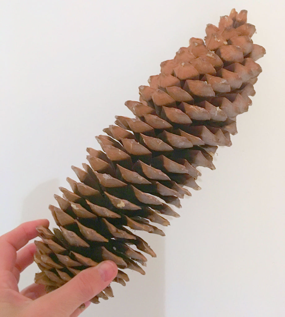 fir cones