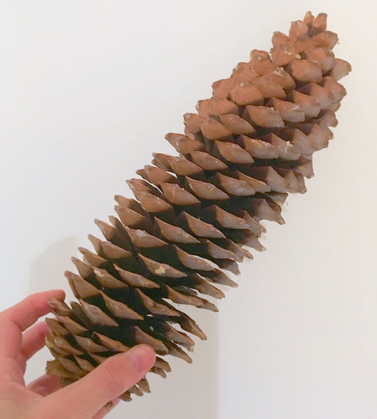 giant pine cones 