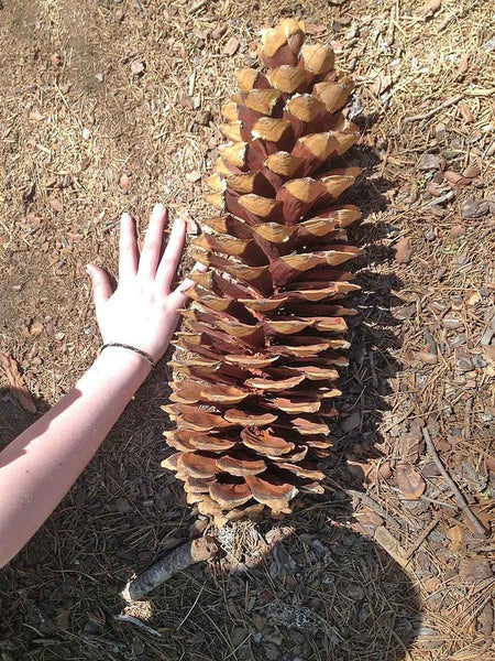 The longest pine cones in the world