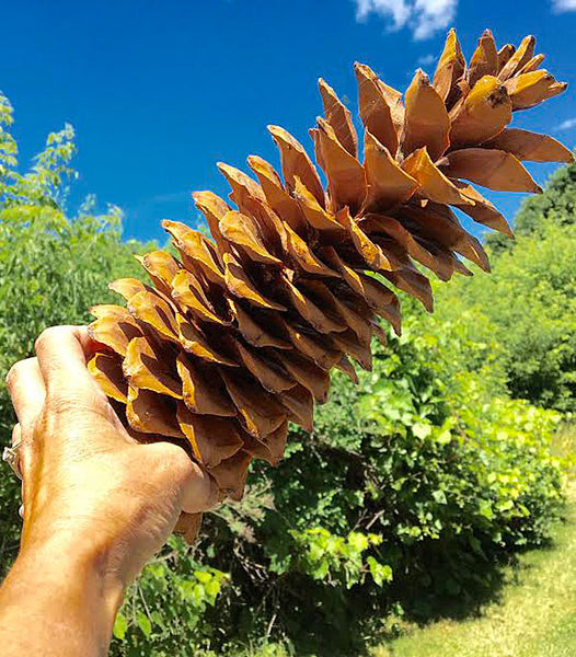 Sugar Pine Cones in Hand