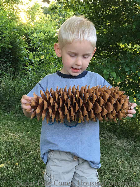 Jumbo pine cone in boys hand