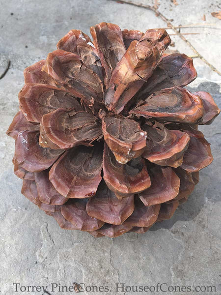 Large Torrey Pine Tree Cones;  for a Woodsy Touch , Rustic Wedding Favorite - HouseofCones.com - 5
