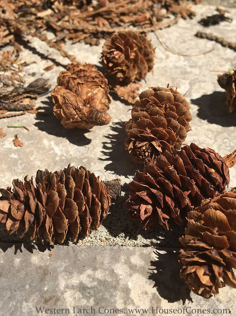 Small Larch pine cones