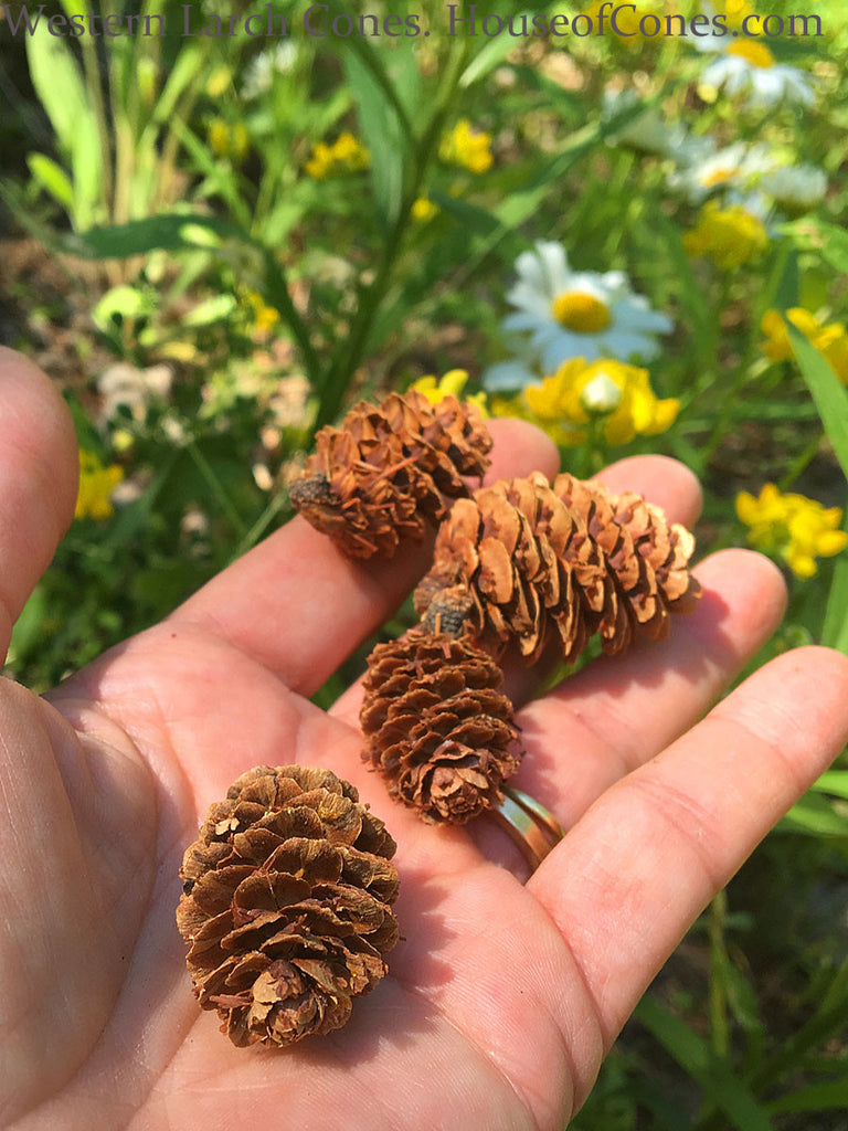 Mini Pine Cones 