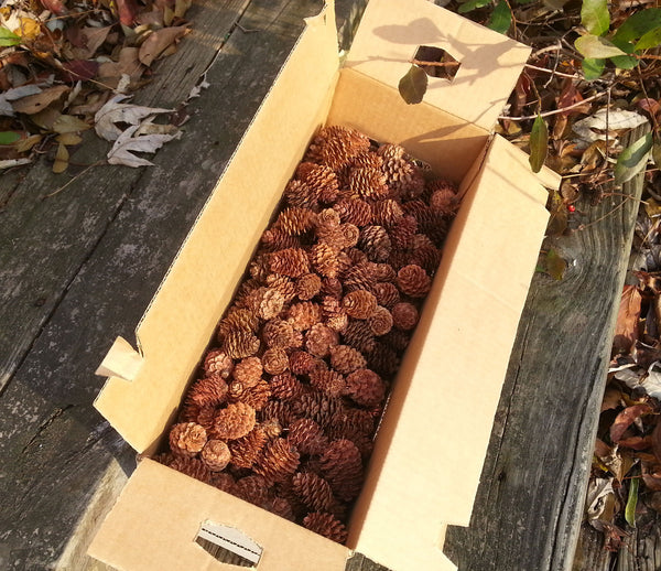 Western Larch pine cones for sale in box