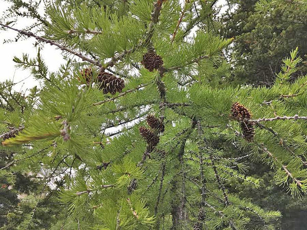 white spruce pine cones on tree