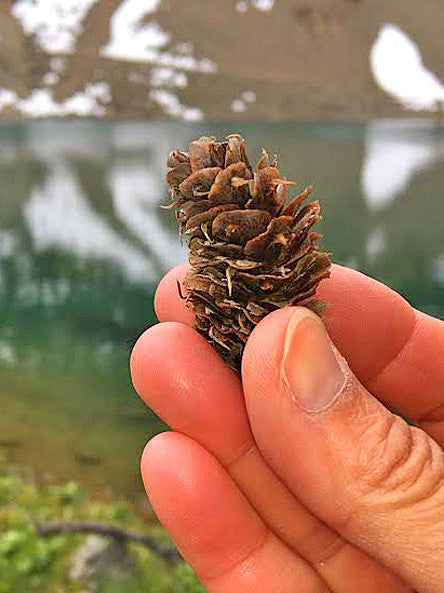 Small Spruce Cones in hand