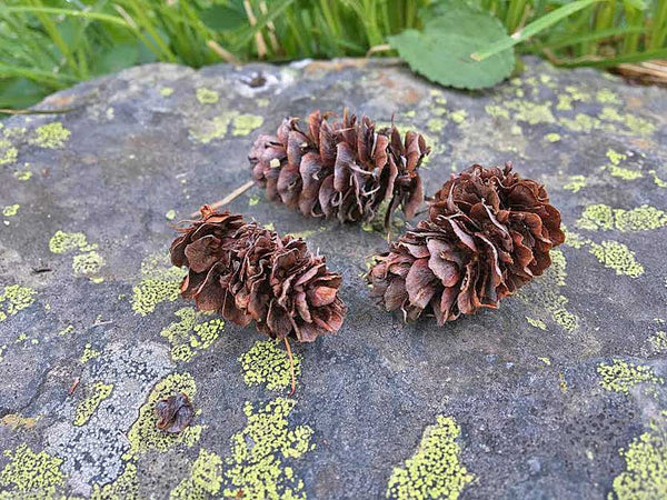 small pine cones on rock